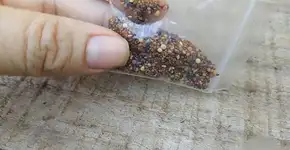 ‘Brushing’, a fraude que pode explicar origem das ‘sementes misteriosa’