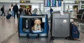 7 dicas para viajar com cães e gatos, segundo especialistas
