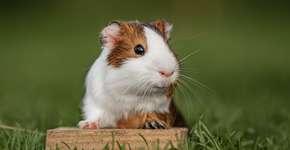 Porquinho-da-índia: 7 curiosidades que você precisa conhecer