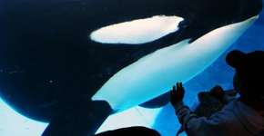 Foto: (Imagem sem texto alternativo disponivel ID [1869495])