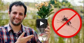 Faça você mesmo: vaso de plantas anti mosquito da dengue