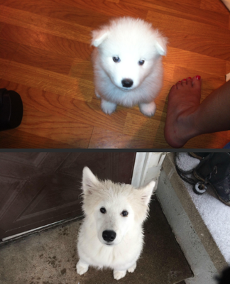 4 meses de diferença (Imagem: CSPattersonDC)