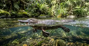 Animais que os cientistas não conseguem explicar completamente: o ornitorrinco