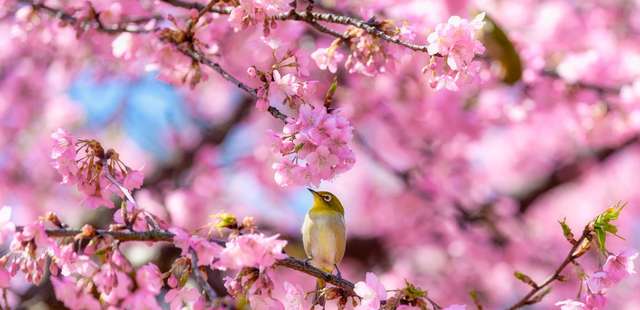 45º Festival das Cerejeiras do Parque do Carmo