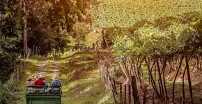 Foto: (Divulgação/Wine Locals)