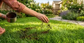 Por que você deveria começar a espalhar borra de café no seu gramado?