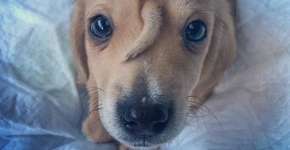 Cachorro filhote que nasceu com rabo na testa é resgatado nos EUA