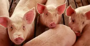 Descoberto na China mais um vírus que pode gerar pandemia no planeta