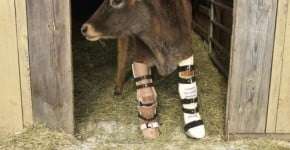 Foto: (Imagem sem texto alternativo disponivel ID [1867370])