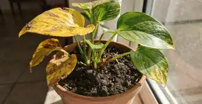 Foto: (Imagem sem texto alternativo disponivel ID [2732040])