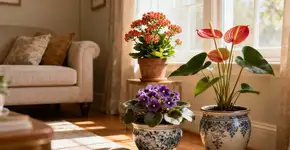 Foto: (Imagem sem texto alternativo disponivel ID [2668846])