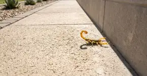 Como espantar escorpiões usando sua maior fraqueza
