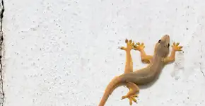 Encontrar uma lagartixa em casa tem algum significado para seu lar? É bom ou ruim?