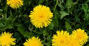 Foto: (Imagem sem texto alternativo disponivel ID [2631730])