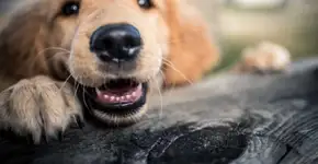 Foto: (Getty Images/iStockphoto)