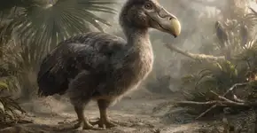 Bomba na zoologia: Uma empresa afirma ter dado o primeiro passo para ressuscitar uma ave extinta há 300 anos