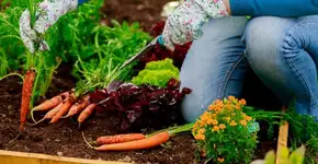 Cidade gaúcha mantém horta orgânica para <br>utilização em merendas de escolas públicas