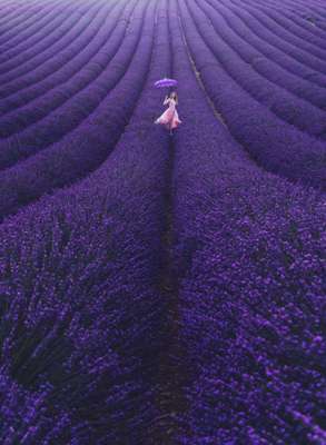 Valensole, Provence, França