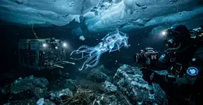 Cientistas encontraram animais marinhos nunca antes observados na Antártica que poderiam reescrever a história da biologia