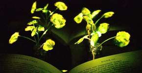 Cientistas do MIT desenvolvem plantas brilhantes na escuridão