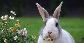 Coelhos abandonados ganham uma segunda chance