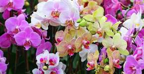 99ª Exposição de Orquídeas celebra a chegada da primavera