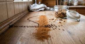 Você pode se livrar facilmente das formigas em casa com um truque simples.