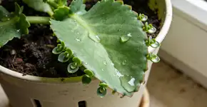 Foto: (Imagem sem texto alternativo disponivel ID [2728153])