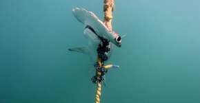 Austrália tortura e mata tubarões para ‘proteger’ turistas