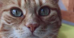 Gato sobrevive após 12 min em ciclo quente de máquina de lavar