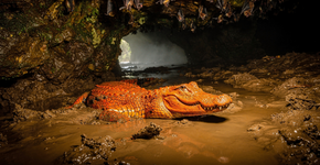 Foto: (Imagem sem texto alternativo disponivel ID [2735246])