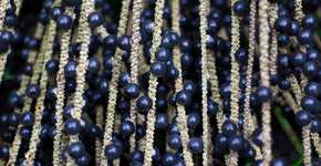 5 benefícios do açaí para potencializar sua alimentação e saúde