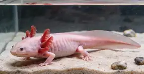 Foto: (Imagem sem texto alternativo disponivel ID [2724383])