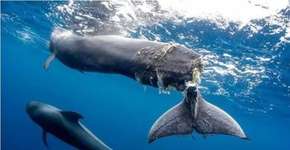 Golfinhos e baleias são mortos por barcos nas Ilhas Canárias