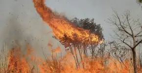 Pantanal em chamas: mobilizações online cobram ação dos governos