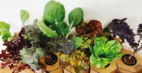 Verduras orgânicas crescem em caixinhas