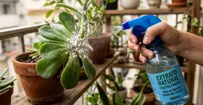 Cochonilhas: como eliminá-las de plantas de casa e do jardim