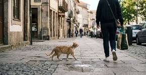 O que significa quando um gato de rua te segue pela rua?