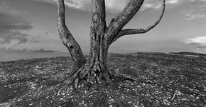 Foto: (Imagem sem texto alternativo disponivel ID [1866187])