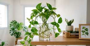 Plantas que sobrevivem com pouca água e são perfeitas para quem vive viajando ou tem rotina agitada