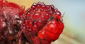 Foto: (Imagem sem texto alternativo disponivel ID [860317])