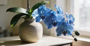 Foto: (Imagem sem texto alternativo disponivel ID [2682221])