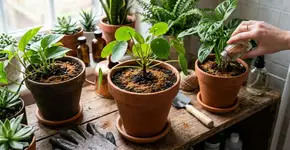Na Turquia eles colocam canela no vaso para afastar mosquitos e fazem isso toda semana para a planta nunca murchar