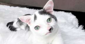 Gatinho com má-formação craniana conquista admiradores na internet