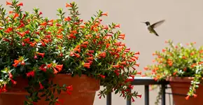 Foto: (Imagem sem texto alternativo disponivel ID [2669790])