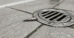 Foto: (Imagem sem texto alternativo disponivel ID [2762908])