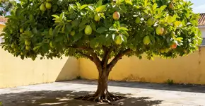 Uma árvore ideal para o seu pátio que não racha o piso, proporciona sombra e dá frutos
