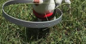 Família de cãozinho cego inventa acessório criativo para protegê-lo de acidentes