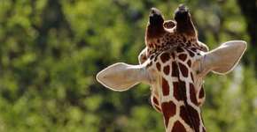 Girafa entra para a lista de animais ameaçados de extinção