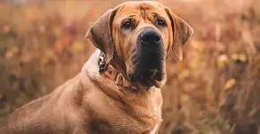 Foto: (Imagem sem texto alternativo disponivel ID [2633220])